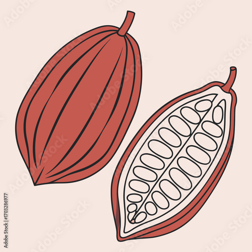 Vector art of two cocoa pods, one whole and one cut in half, revealing the beans inside, isolated on a light background