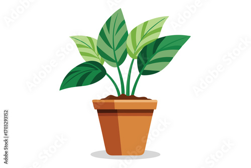 A potted Calathea plant displays striking green foliage within a terracotta pot with transparent background