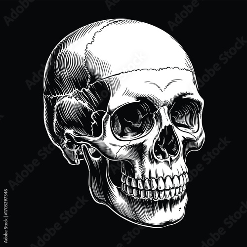 A detailed white skull illustration with intricate line work on a stark black background art piece