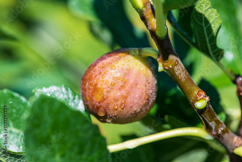 ripe fig on the tree