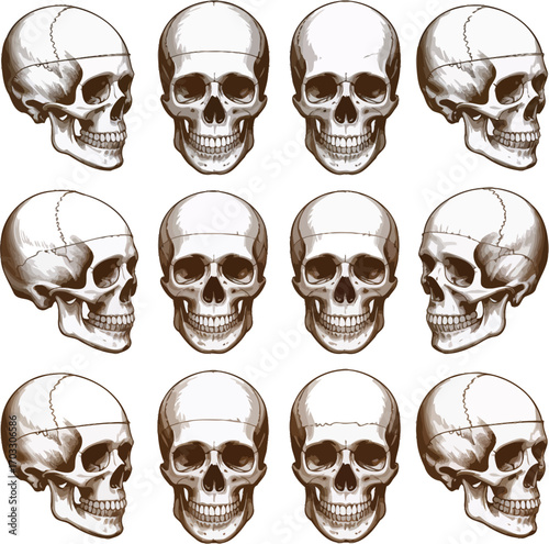 Anatomical study of human skulls in various angles arranged in a grid pattern on a white background