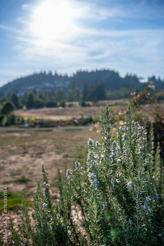 Fototapeta premium Rosemary bush in the foreground of a field with rolling hills behind. Rosemary herbs are aromatic and flavorful, great for cooking.