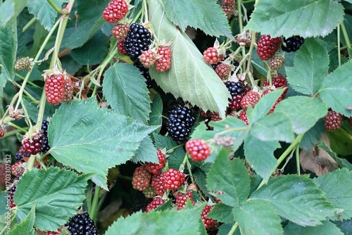 Bush with ripening backberries, lat. Rubus  fruticosus Thornless in the garden. Detail of bush branch with sweet blackberries in a garden.