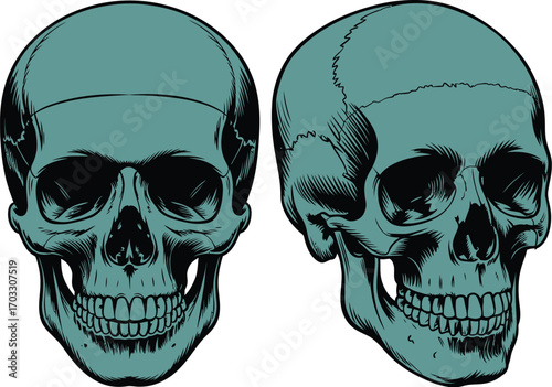 Two teal colored skulls one facing forward and the other facing sideways on a white background