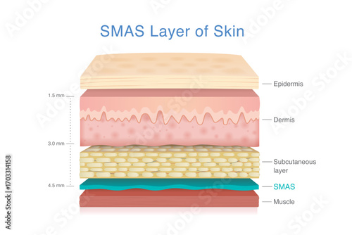 Anatomy of SMAS skin layer between fat and muscle. Cross section of human skin for dermatology, cosmetic surgery and face lifting illustration.