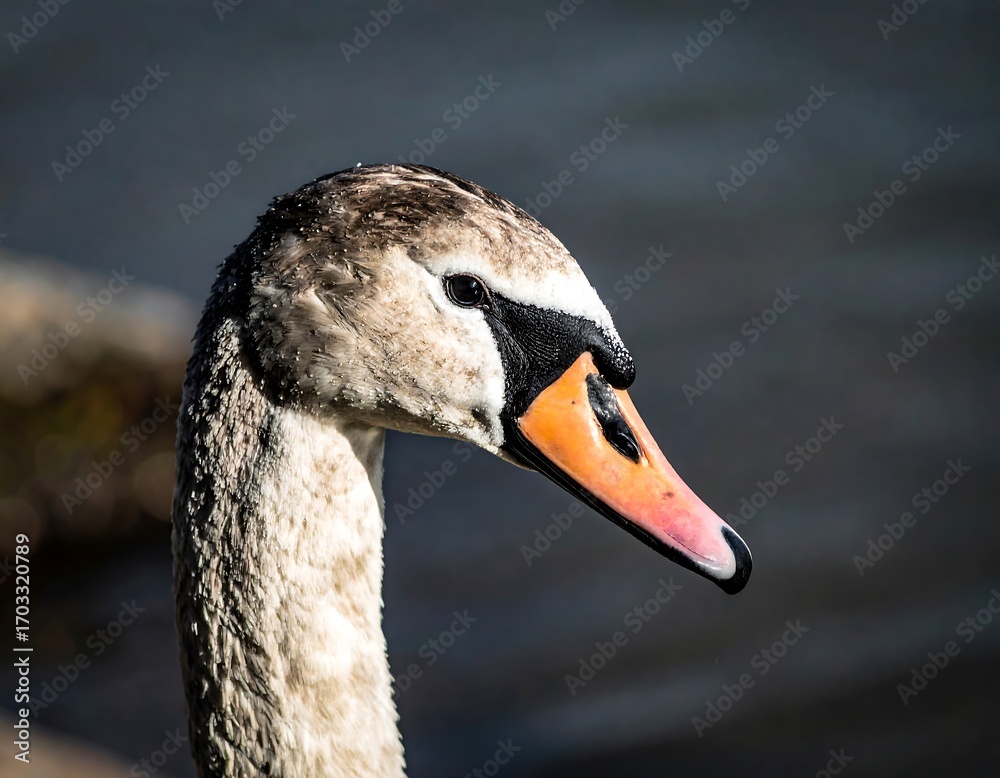Obraz premium Close-up profile of a swan's head and neck