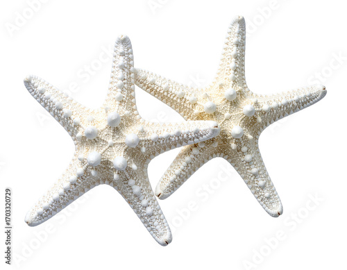 Two white starfish, close-up