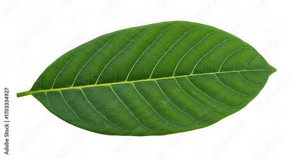 Obraz premium 緑の静寂