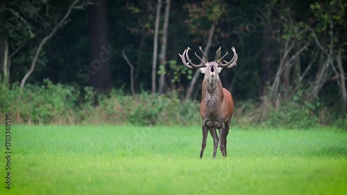 Deer male buck ( Cervus elaphus ) during rut