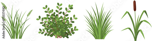 Different plant species illustration, grass, shrub, ornamental leaves, cattail, botanical drawing, green foliage, agriculture, nature, garden plants, detailed vector, educational, farming reference