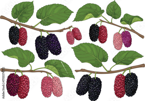 Mulberry fruit on branches, ripe and unripe stages, botanical illustration with green leaves, detailed texture, natural farming, agriculture, healthy food, summer harvest