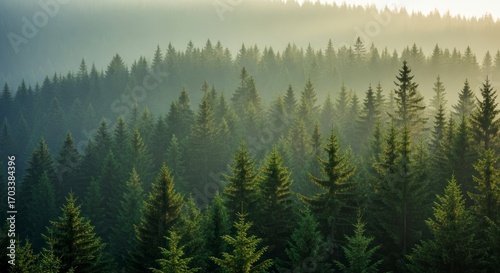 Serene Layers of a Pine Forest Veiled in Golden Morning Haze