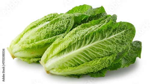 Fresh romaine lettuce heads