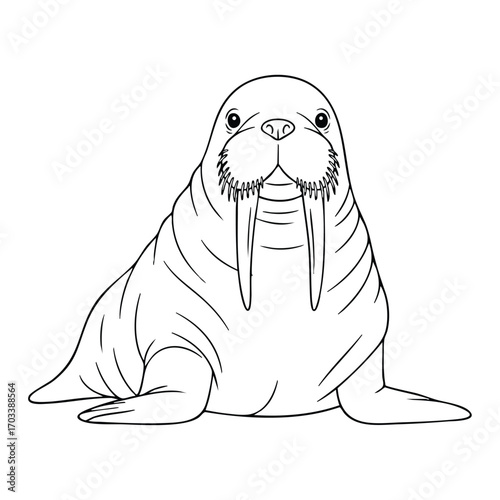 Detailed black and white line drawing of a walrus with long tusks and whiskers sitting on the ground facing forward