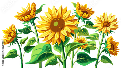 Sunflowers isolated on white background tilted angle5, golden petals radiating warmth and positivity, sturdy green stems, capturing the joyful essence of summer in a bold, vibrant vector style.