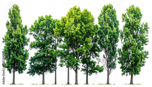 Row of lush green trees, various shades