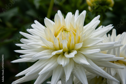 White flowers. Dahlia pinnata, commonly known as a garden dahlia. Big beautiful flower balls with lots of petals for background, post, screensaver, wallpaper, postcard, banner, cover, website