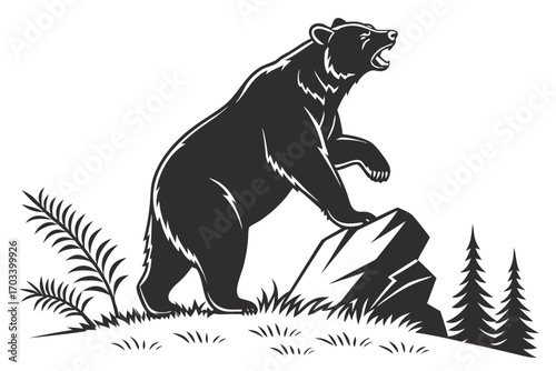 Roaring Grizzly Bear Standing on Rock.