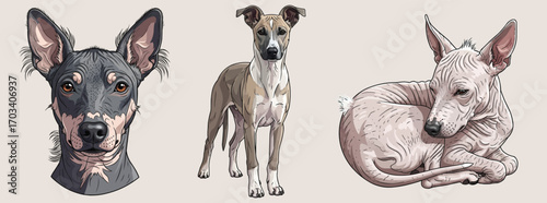 Argentine Pila Dog multiple poses set vector illustration