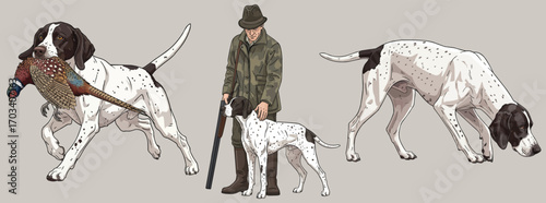 Ariege Pointer dog hunting poses set vector illustration