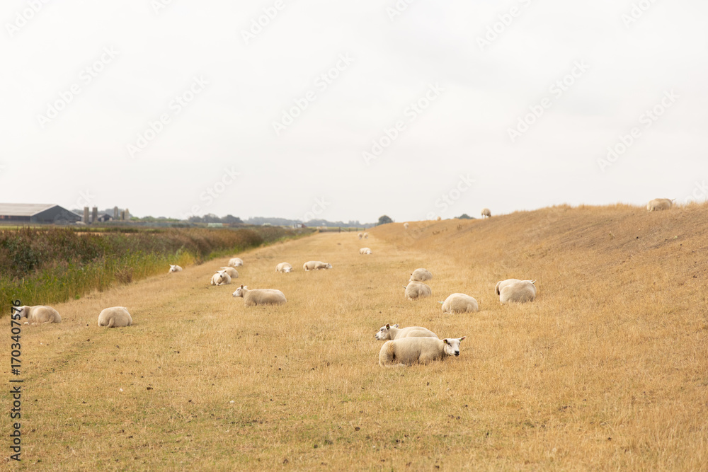 Fototapeta premium Flock of sheep grazing peacefully on dry grassland, surrounded by gentle hills and open sky, showcasing serene rural landscape beauty. free space