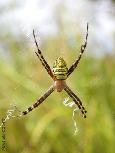 Close up Oval St. Andrews Cross Spider (Argiope aemula)