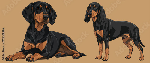 Austrian Black and Tan Hound dog standing and lying down pose
