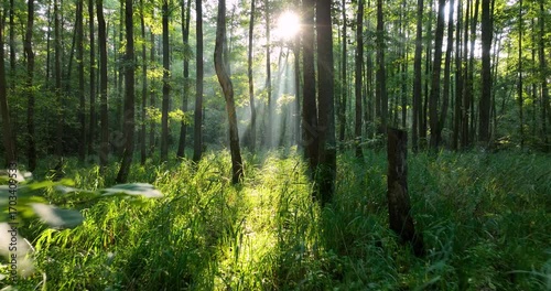 morning in the forest