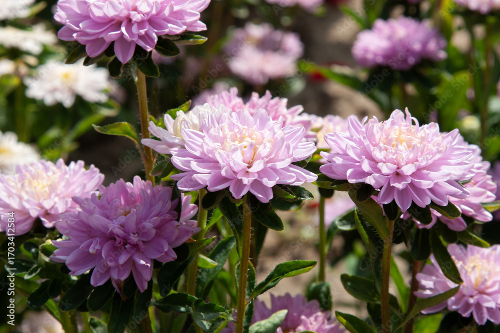 Fototapeta premium Soft white and violet autumn flower background. Beautiful fluffy aster flowers. Aster flower in autumn garden close up for background, post, screensaver, wallpaper, postcard, banner, cover, website