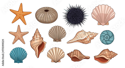 Collection of various ocean shells and marine life including starfish and sea urchins