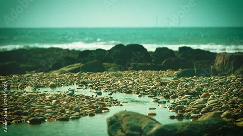 Shorebirds foraging at low tide on sandy beach shoreline