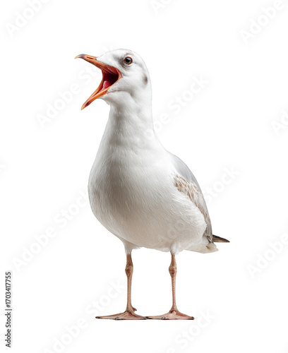 A seagull is standing on a white background with its beak open