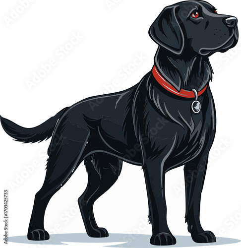 labrador retriever dog