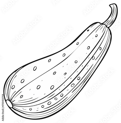 Detailed zucchini illustration features thin black outlines and a white fill, showcasing fresh farm food product.