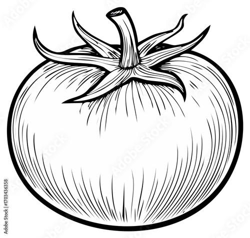 Vintage tomato illustration in a black and white engraved woodcut style