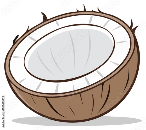 Tropical half cut coconut showing white flesh and brown husk illustration