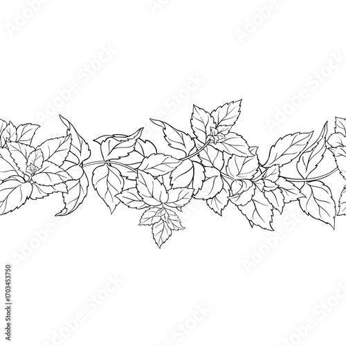 Peppermint Branch with Leaves Outline Horizontal Seamless Pattern. Essential oil ingredient for cosmetics, spa, aromatherapy, health care, alternative medicine. Vector isolated for design or decoratio