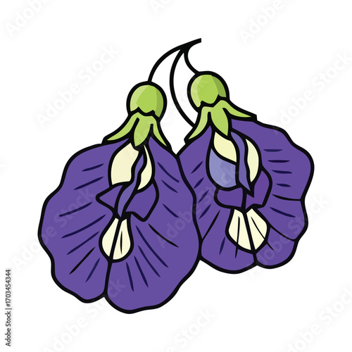 Vibrant vector drawing of two butterfly pea flowers, also known as Clitoria ternatea, isolated on a white background