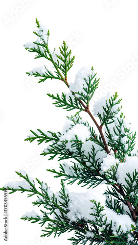 Close-up of a snow-covered evergreen branch.  Fresh snow rests on delicate green foliage, angled upward and outward