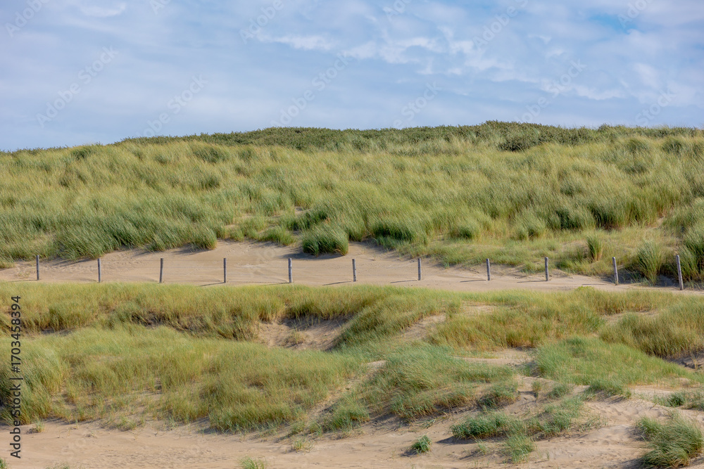 Fototapeta premium European marram beach grass with blue sky, Sand dunes along the Dutch north sea coastline in summer, Ammophila arenaria is a species of grass in the family Poaceae, North Holland province, Netherlands