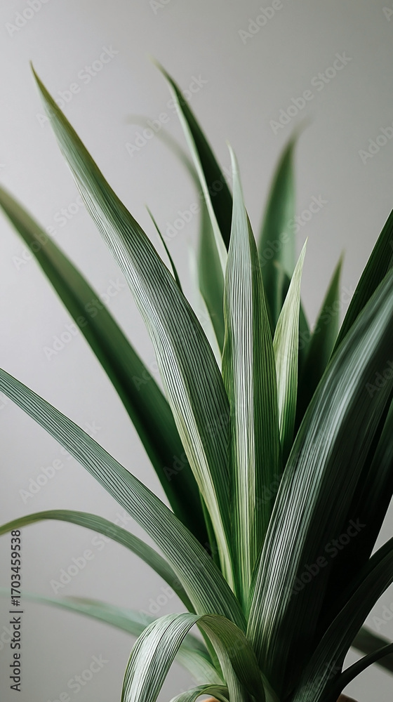 Obraz premium Pineapple leaves sprout upwards, green and gray hues, simple background
