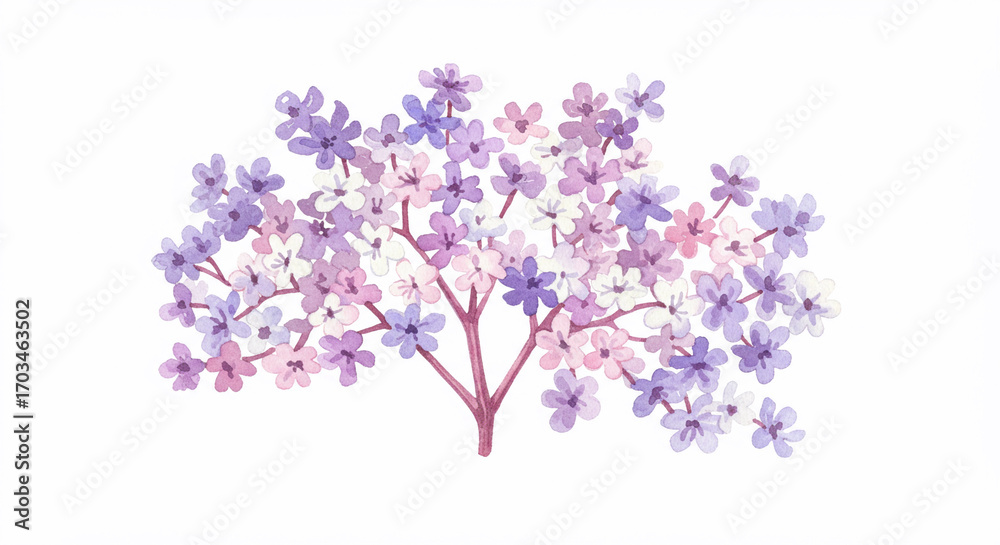 Fototapeta premium Elderberry. 
