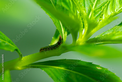 Spodoptera litura (Fabricius). Close up view a small larvae is hiding under the shade of leaves.