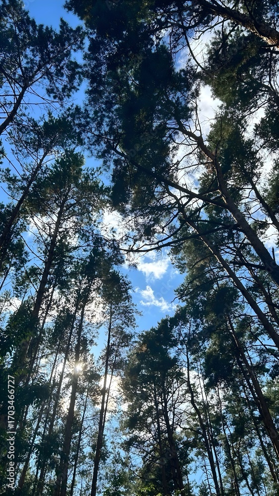 Fototapeta premium Tall pine forest with blue sky and sunlight