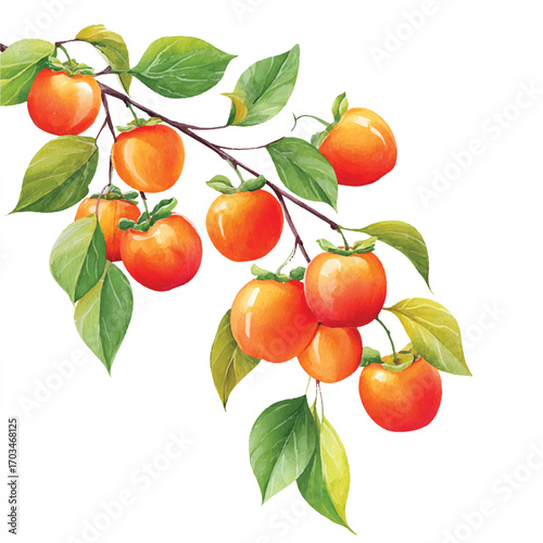 Persimmon fruits on a branch with green leaves a beautiful harvest scene.