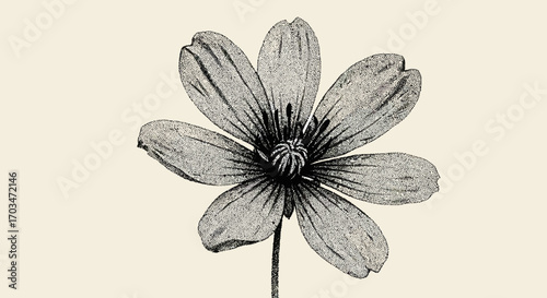 Vintage botanical illustration of a wildflower with textured petals and stem