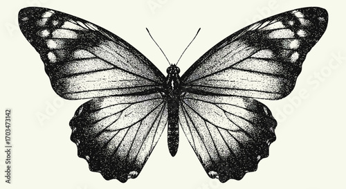 Detailed monochrome butterfly illustration on light background for natural designs