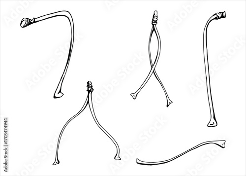 Tree, berry or bush plant stem branch twig with no leaves hand drawn vector ink, early spring, late autumn or winter. Botanical illustration element isolated on white. Wedding, florist shop.