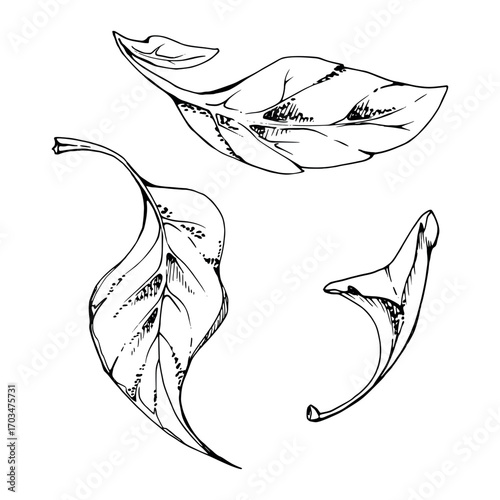 plant leaves of flower, bush tree foliage hand drawn vector ink, lilac poplar beech pear apple cherry. Isolated botanical illustration element. Wedding, florist, scrapbooking, decoupage, cosmetics