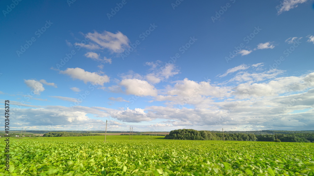 Fototapeta premium A Vast and Beautiful soy field Under a Bright Blue Sky Filled with Fluffy White Clouds